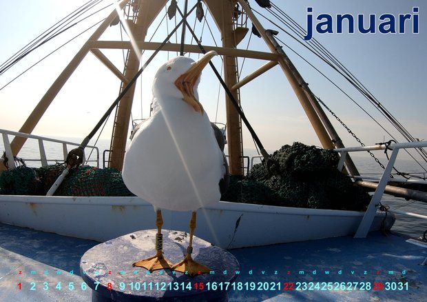 Calendario fotografico olandese uccelli marini 2023 con le spettacolari foto di Pedro Rappé 