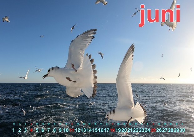 Calendario fotografico olandese uccelli marini 2023 con le spettacolari foto di Pedro Rappé 