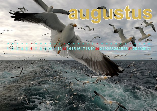 fotokalender zeevogels 2023  met de spectaculaire foto's van Pedro Rappé