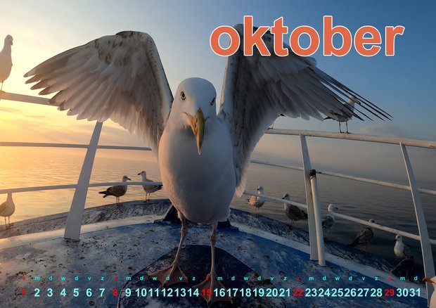 Calendrier photo néerlandais oiseaux de mer 2023 avec les photos spectaculaires de Pedro Rappé 