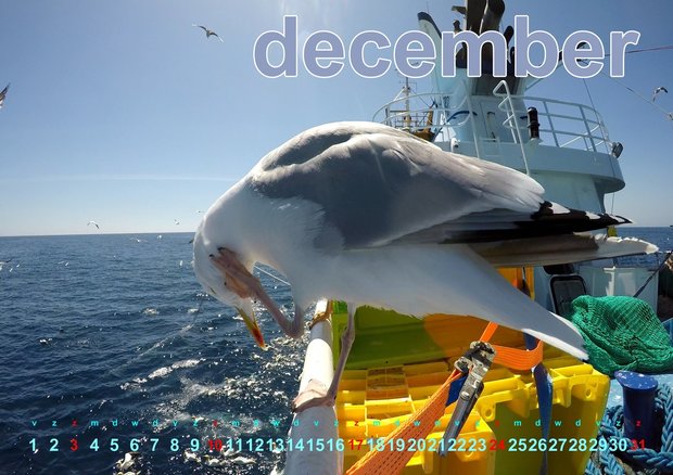 Calendrier photo néerlandais oiseaux de mer 2023 avec les photos spectaculaires de Pedro Rappé 
